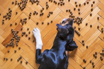 Probióticos en perros