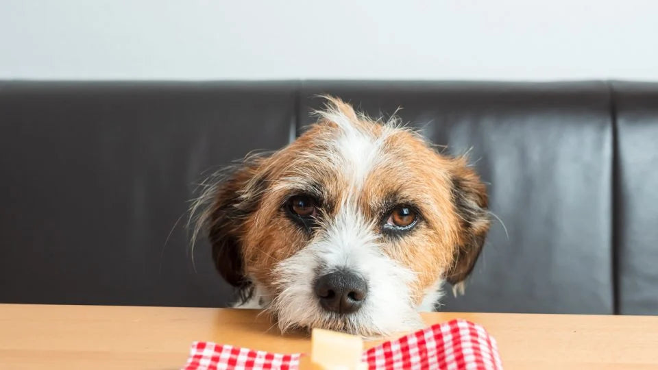 ¿Pueden los perros comer queso?