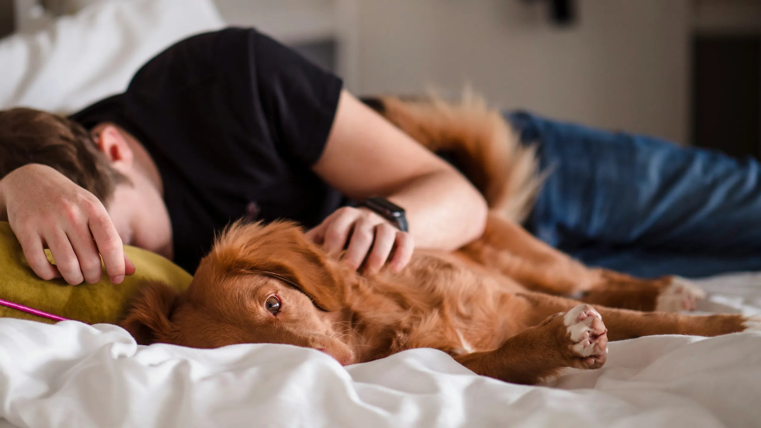 ¿Los humanos pueden contraer pulgas de los perros?