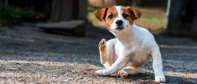 ¿Problemas con las glándulas anales de tu perro?