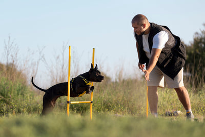 Perros de trabajo: Razas ideales para actividades como terapia y asistencia