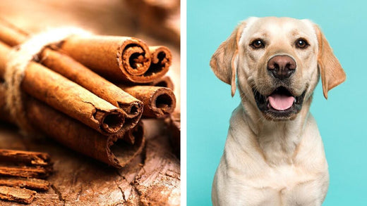 ¿Los perros también pueden comer canela?