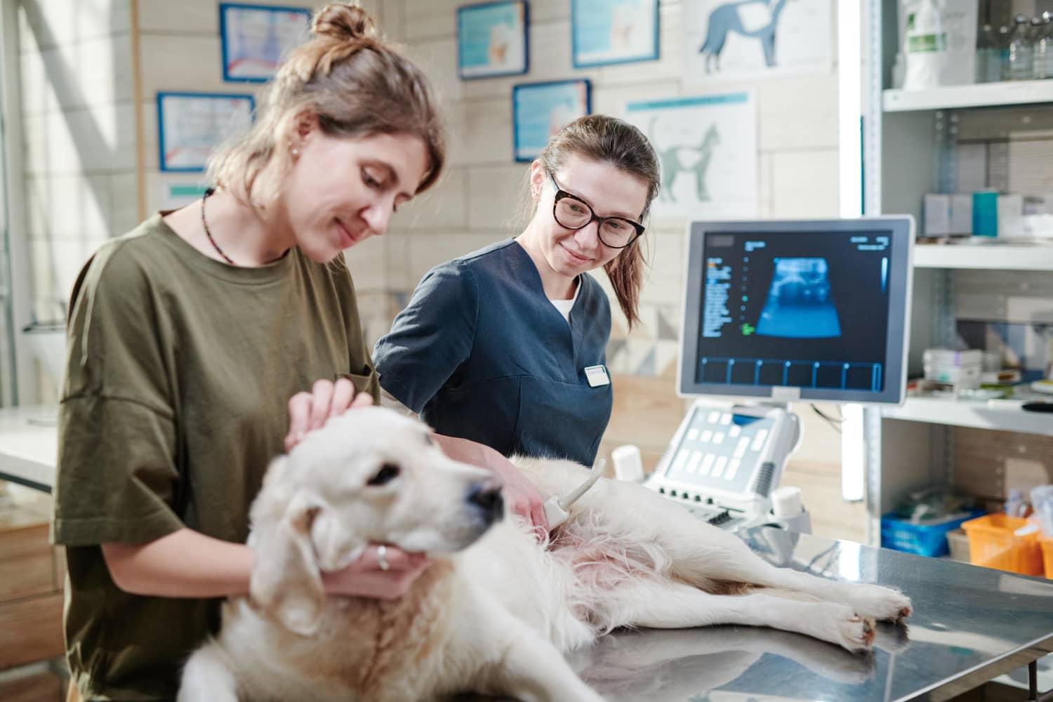 Enfermedad renal en perros: signos, causas y tratamiento