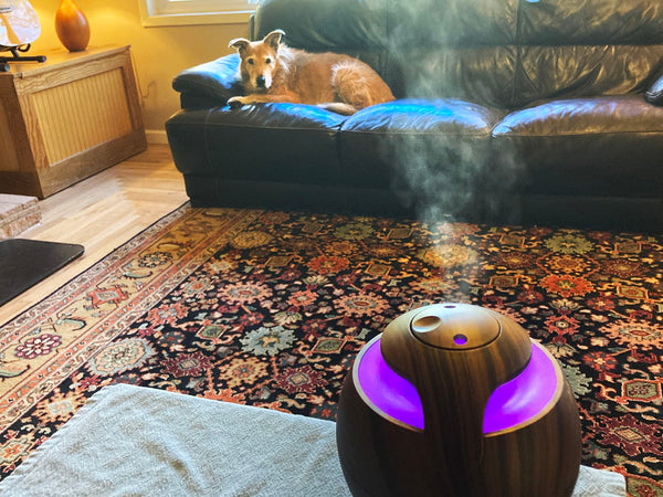 Aromaterapia en perros