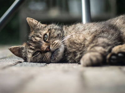 ¿Cómo saber si mi gato está enfermo?