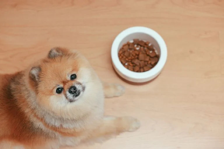 ¿Qué son las cenizas en el alimento de tu perro?