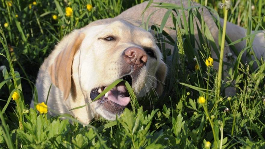 ¿Es bueno que tu perro coma pasto?