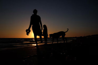 Pasea a tu perro de noche de forma segura