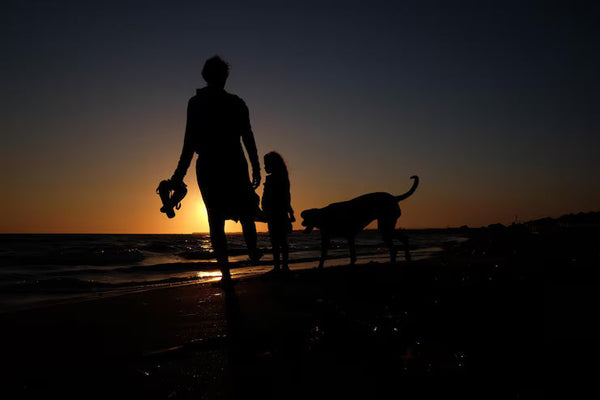 Pasea a tu perro de noche de forma segura