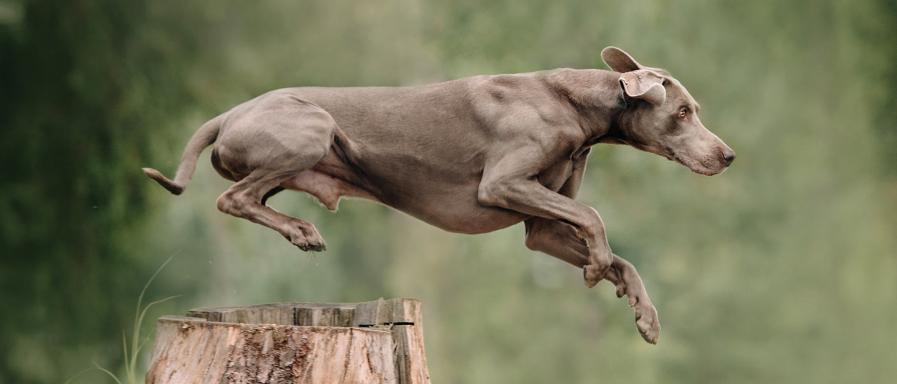 Taurina para perro