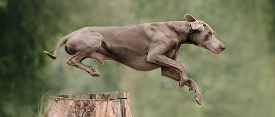 Taurina para perro