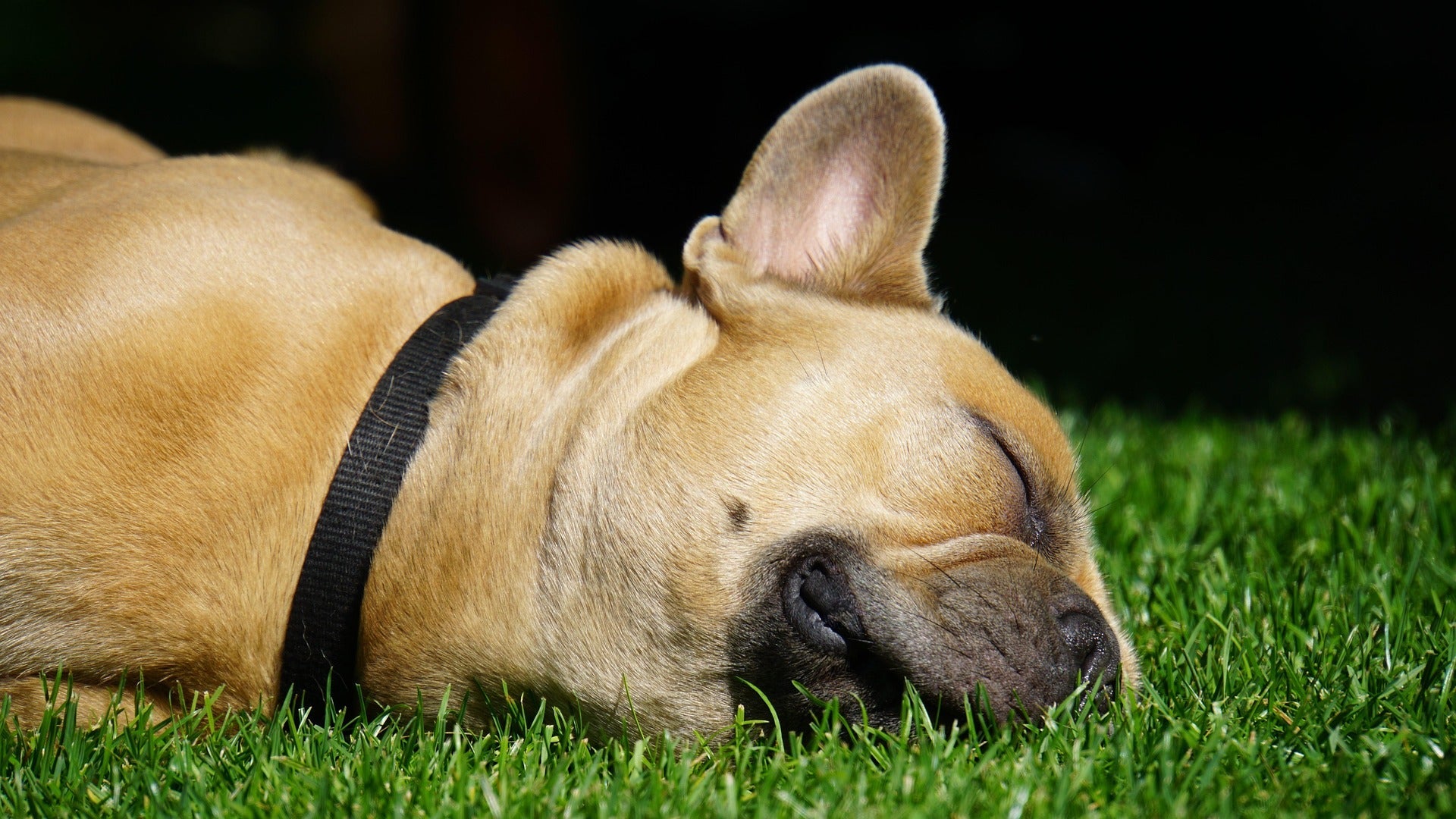 ¿Por qué mi perro rueda en el pasto?