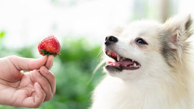 Frutas que pueden comer los perros