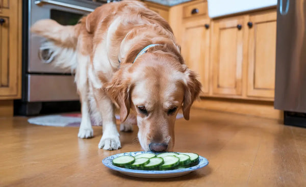 ¿Mi perro puede comer pepino?