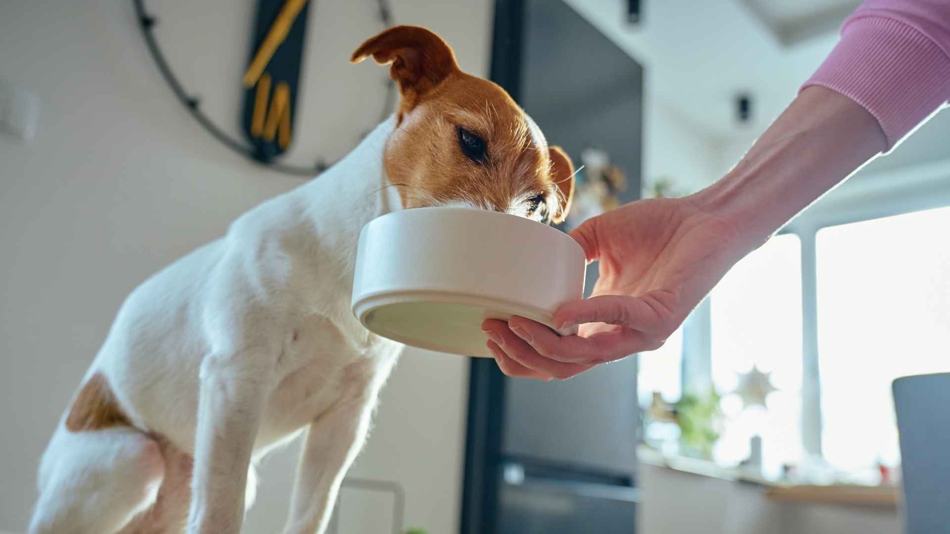 ¿Qué es un alimento completo y equilibrado para perros?