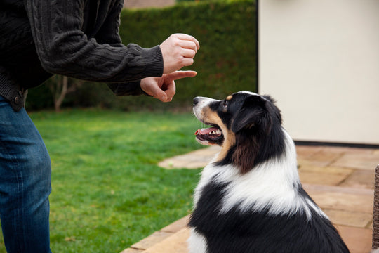 Lenguaje Corporal Canino: Guía para Interpretar a tu Perro