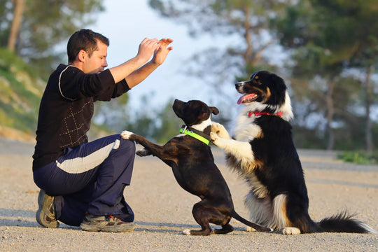¿Cuánto dura la capacidad de atención de un perro?