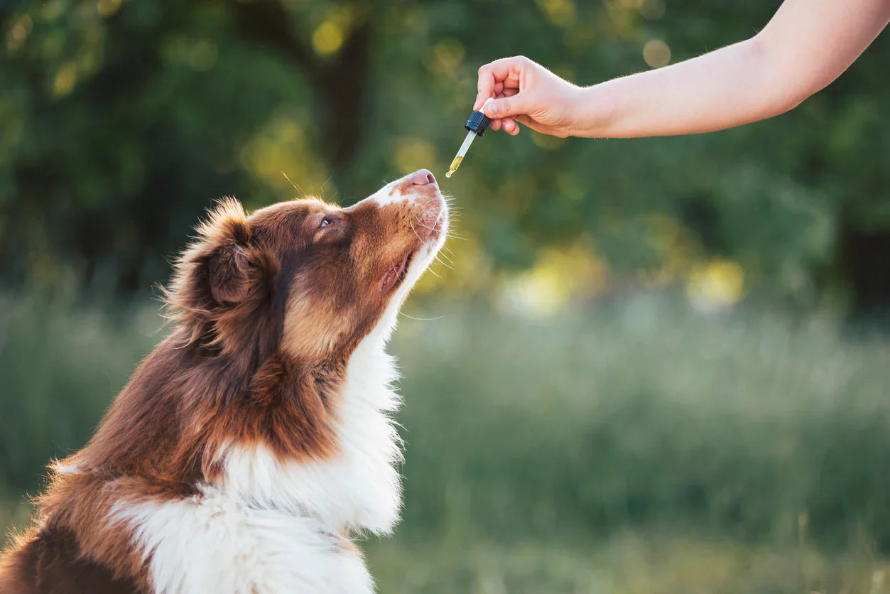 Magnesio para perros