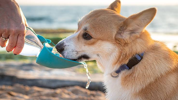 ¿Qué temperatura es demasiado alta para los perros?