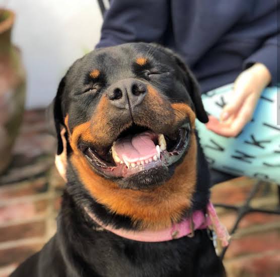 Consejos para mantener a tu perro senior sano y feliz