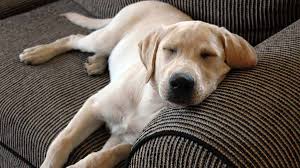 Señales de que tu perro no hace suficiente ejercicio