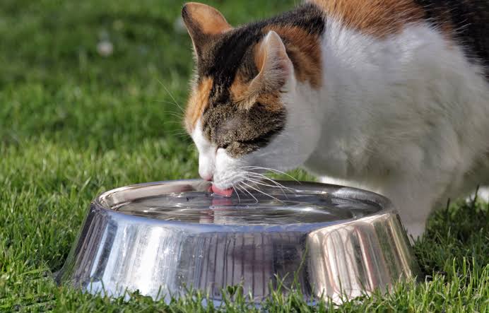 Cómo lograr que tu gato beba más agua