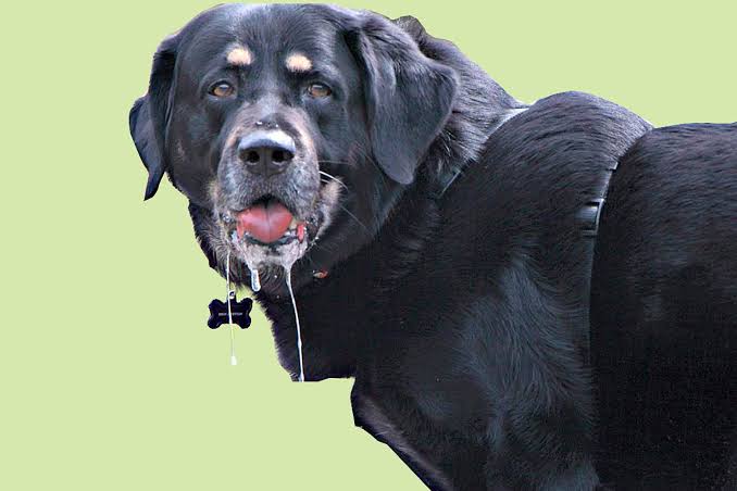 ¿Por qué mi perro babea tanto?