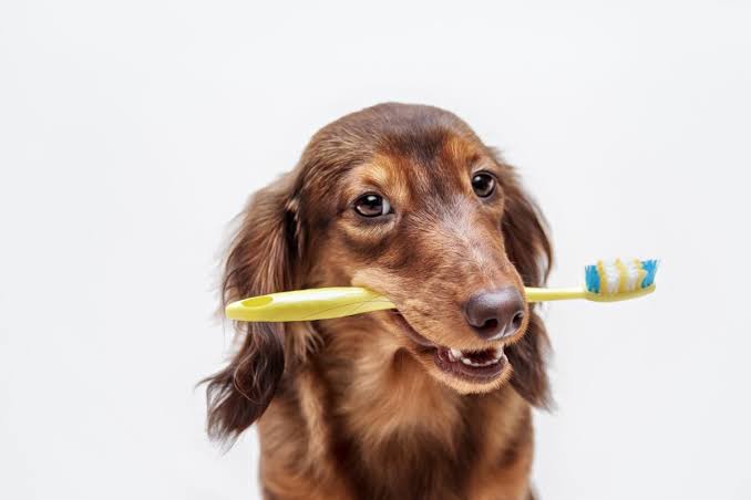 Formas de mantener los dientes de tu perro limpios y saludables