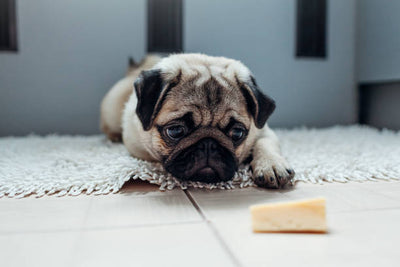 Sobrepeso y obesidad canina: cómo saber si tu perro está pasado de peso y cómo ayudarlo