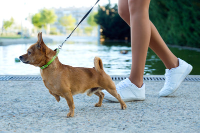 Cómo Enseñar a tu Perro a No Jalar la Correa: Guía Completa