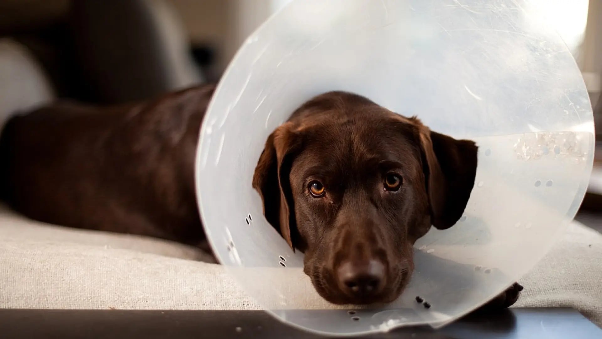 Cómo elegir un collar isabelino para tu perro