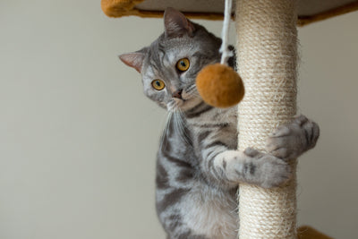 Cómo enseñar a tu gato a no arañar los muebles