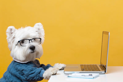 ¿Cuál es la raza de perro más inteligente? Top 12