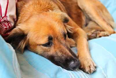 ¿Qué hacer si tu perro tiene fiebre? Identificación y cuidados esenciales