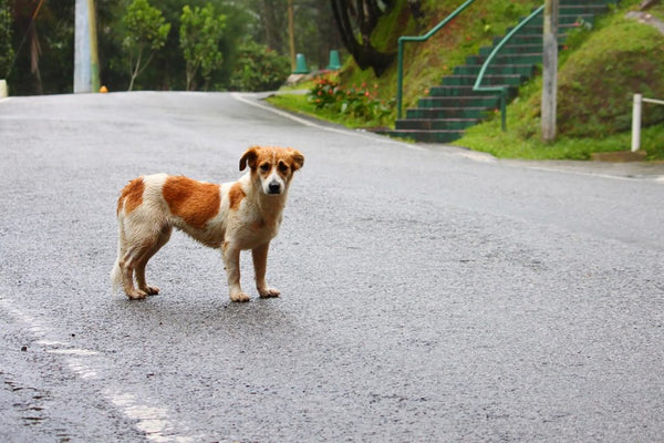 Cómo encontrar un perro perdido