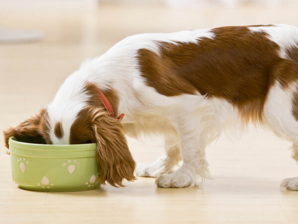 10 trucos para perros para frenar a un comedor rápido