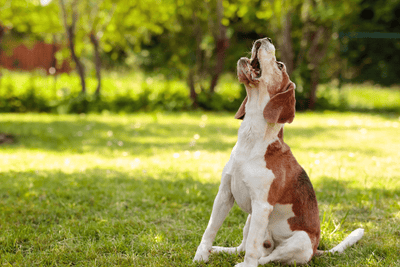¿Por qué ladran los perros?