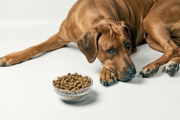 Qué hacer si mi perro no quiere comer cuando no estoy