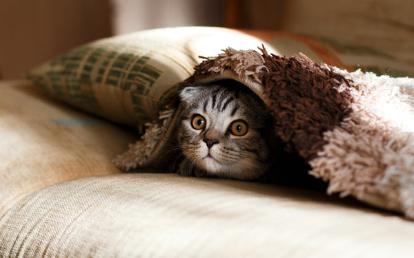 Michis vs. tormentas: cómo reducir el estrés de tu gato por truenos y relámpagos