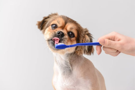Pasta dental casera para perros