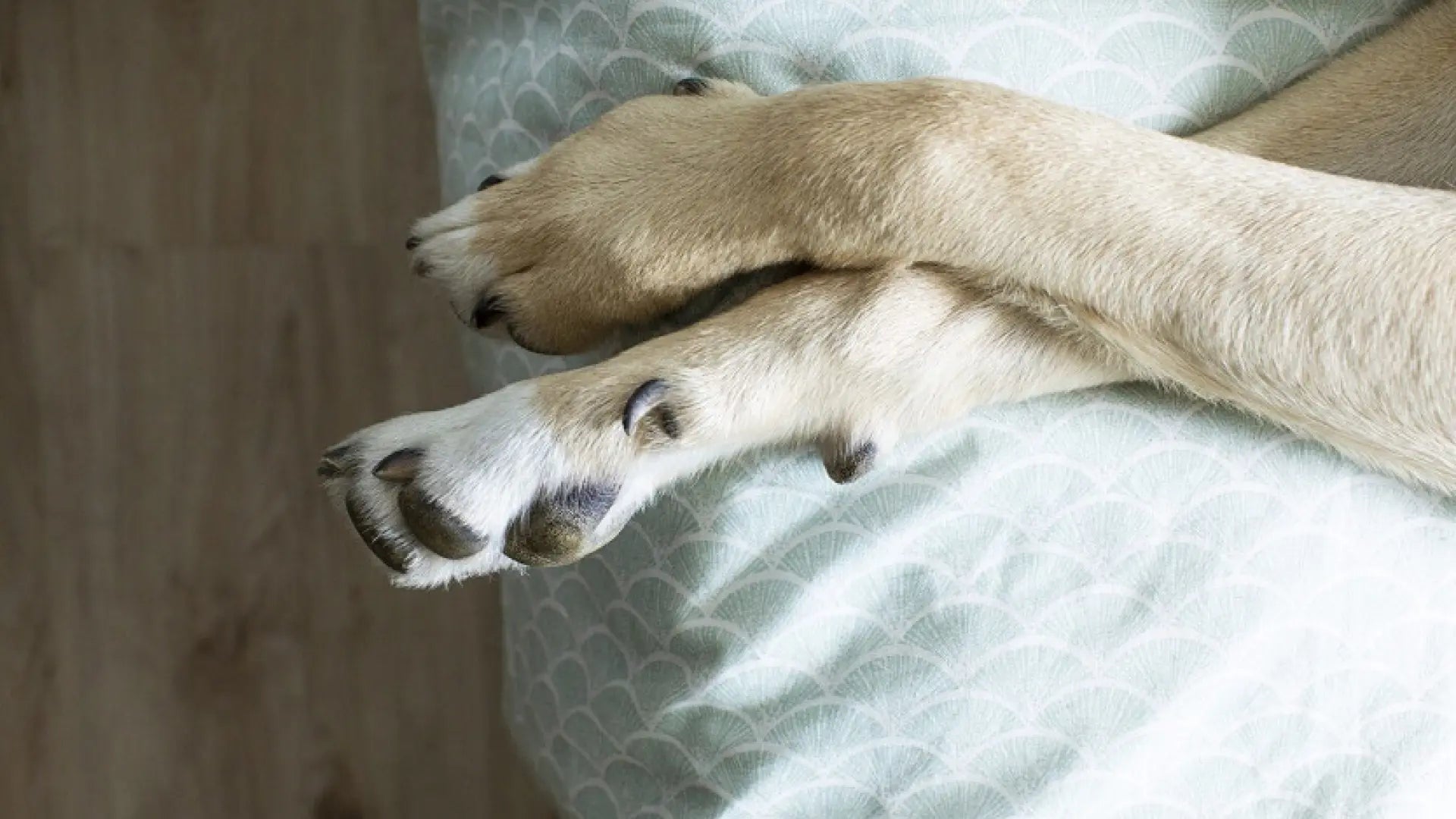 ¿Por qué las patas de los perros a veces huelen a frituras?