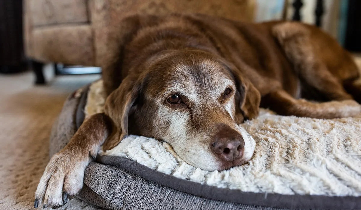 Antioxidantes para perros
