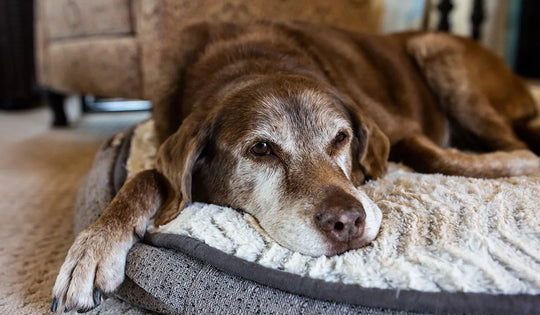 Antioxidantes para perros
