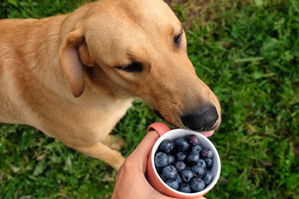 Alimentos funcionales en la nutrición de perros y gatos