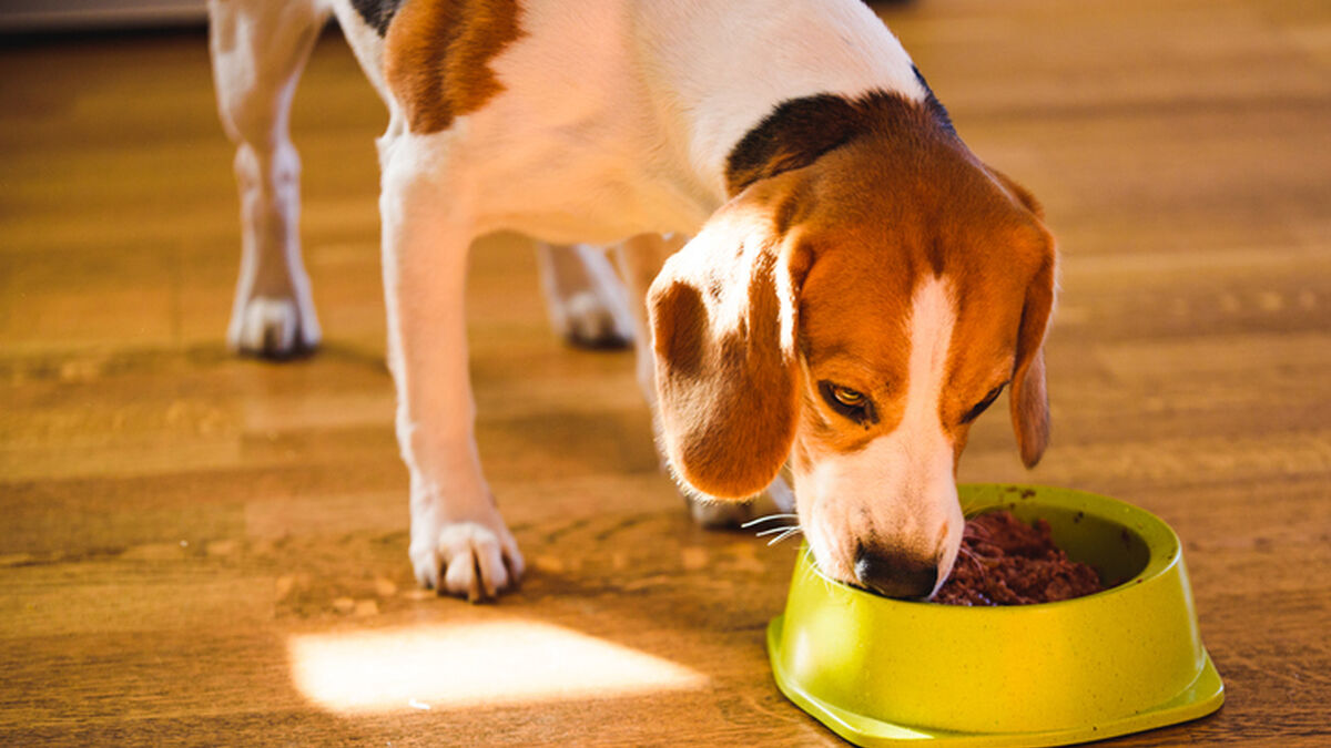 Cómo leer las etiquetas de los alimentos para perros