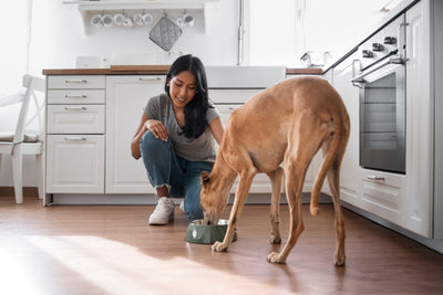 Mejores croquetas para perro 2025: Nutrición real para cada etapa de vida