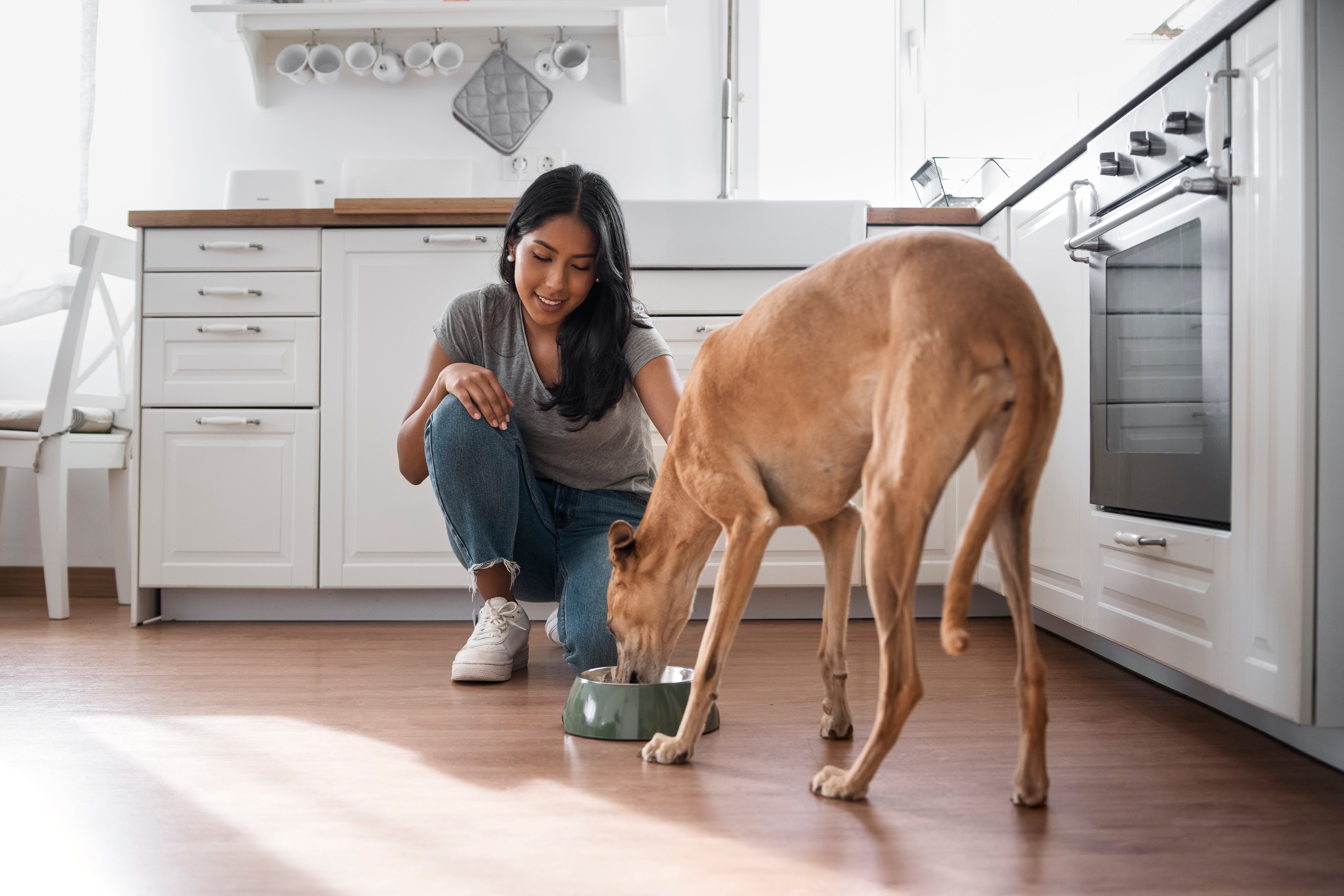 Mejores croquetas para perro 2025: Nutrición real para cada etapa de vida