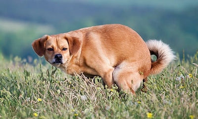 La salud de tu perro según sus heces