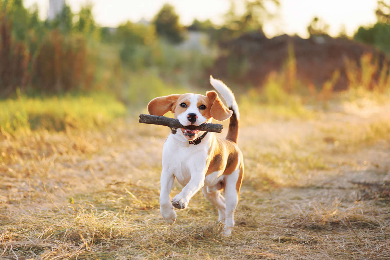 ¿Por qué a los perros les gusta llevar palos?