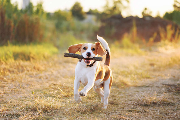 ¿Por qué a los perros les gusta llevar palos?